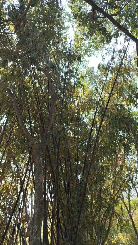 Bamboo forest Stock Footage 302051841