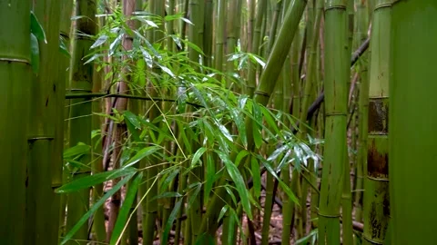 BAMBOO Forest Video stock 307626239