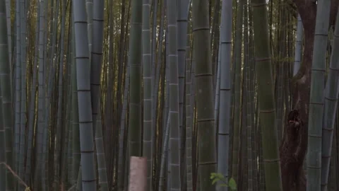 Bamboo Forest Stock Footage 316066018