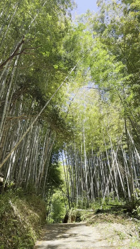 Bamboo Forest Stock Footage 317530620