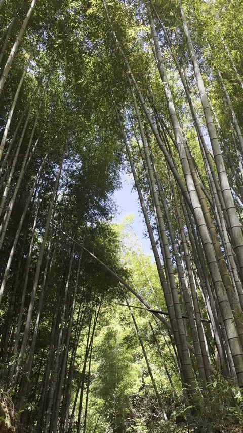 Bamboo Forest Stock Footage 317561408