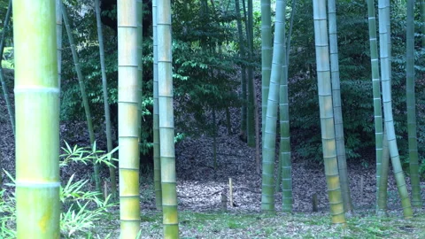 Bamboo Forest Stock Footage 331660218