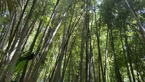 Bamboo forest Stock Footage 345361103
