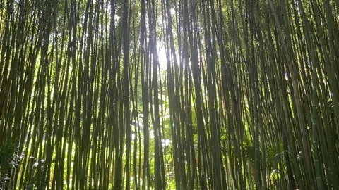 Bamboo forest Video stock 345361118