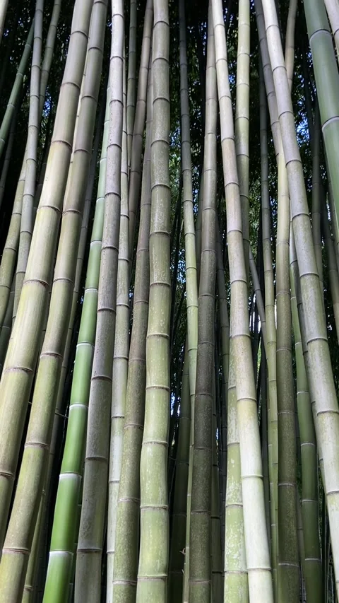 Bamboo forest 動画素材 345361258