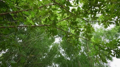 Bamboo forest Green bamboo tree Stock Footage 116854062