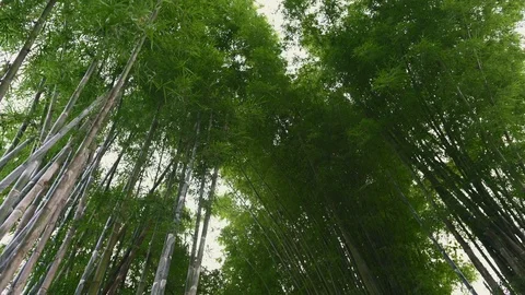 Bamboo forest Green bamboo tree Stock Footage 116854470