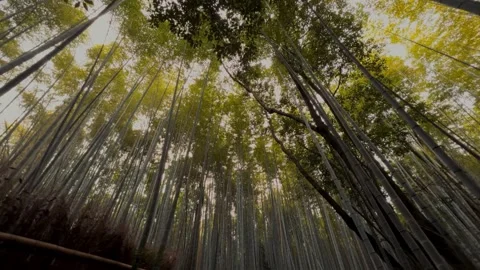 Bamboo forest grove in japan features nature canopy Stock Footage 341852489