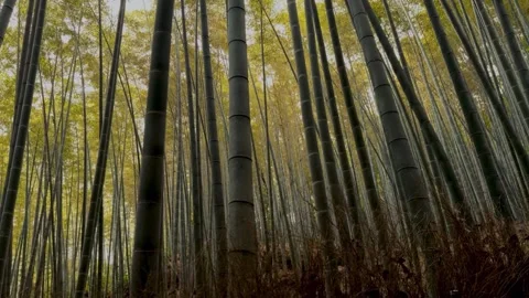 Bamboo forest grove in japan features nature canopy offering serene green view Stock Footage 341852788