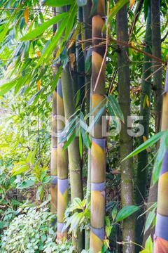 Bamboo in forest grove seem healthy Stock Photos
