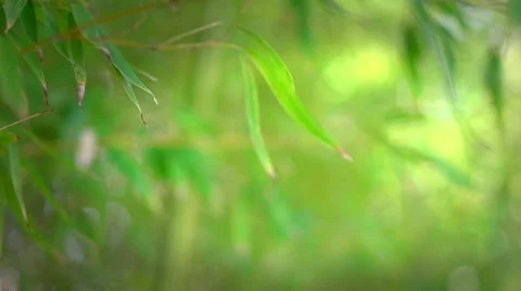 Bamboo forest. Growing bamboo border design Stock Footage 50050827