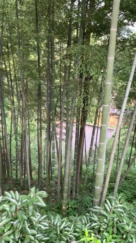 Bamboo forest in Hangzhou Stock-Footage 341362004