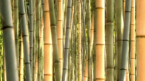 Bamboo forest HD Stock Footage 10571520