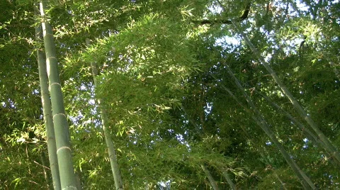 Bamboo Forest in Japan Видео 574327