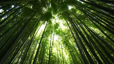 Bamboo forest, Kamakura, Japan Stock Footage 105330804
