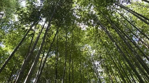 Bamboo forest in Les Cévennes Stock Footage 345361085