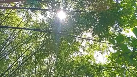 The bamboo forest looks densely towering and curving downwards. Stock Footage 324890836