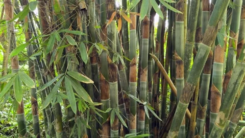 The bamboo forest is lush and serene, with a tall dense canopy Stock Footage 279970491