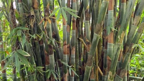 The bamboo forest is lush and serene, with a tall dense canopy Stock Footage 280771953