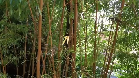 Bamboo forest with many stems and leaves, nature background video, Asian Gard Stock Footage 114494448