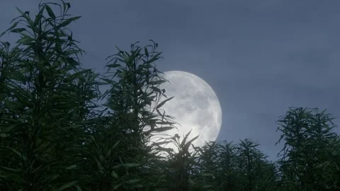 Bamboo forest moonlight at night Stock Footage 301574931