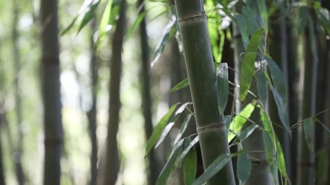 Bamboo forest in mountain with daylight	 Stock-Footage 303402088