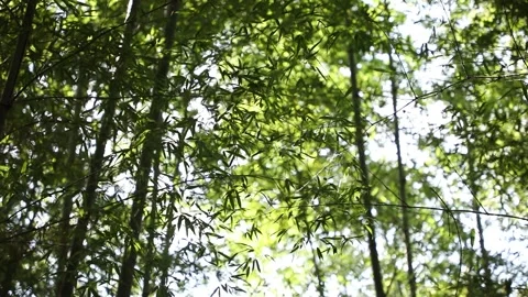 Bamboo forest in mountain with daylight	 Video stock 303402094