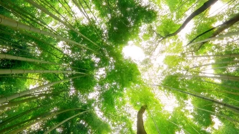 Bamboo forest natural environment  Stock Footage