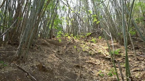 Bamboo forest nature environment Stock Footage 81360525