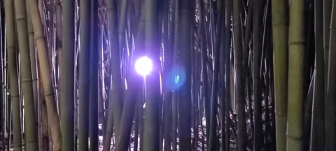 Bamboo Forest at Night I Stock Footage 144685972