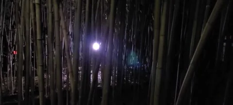 Bamboo Forest at Night II Stock Footage 144685983
