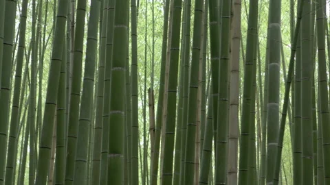 Bamboo forest pan 5 Stock Footage 133146472
