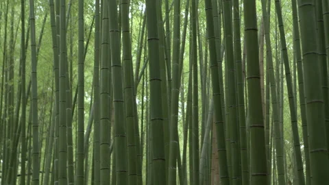 Bamboo forest pan 6 Stock Footage 133146456