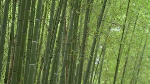 Bamboo forest pan down Stock Footage 133147176