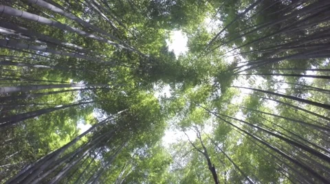 Bamboo forest pan up 스톡 동영상 49708501