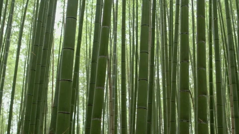 Bamboo forest pan Stock Footage 133146785