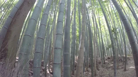 Bamboo forest pan left 스톡 동영상 49708361