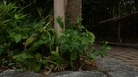 Bamboo forest park: 스톡 동영상 80191293