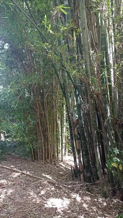 Bamboo Forest Path at Exotic Gardens of Bouknadel Morocco Stockbeeldmateriaal 343689375
