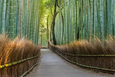 Bamboo forest path in japan Stock Photos