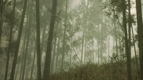 Bamboo forest path on a misty day during early morning light Stock Footage 344303353