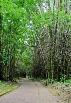 Bamboo forest pathway Stock Photos
