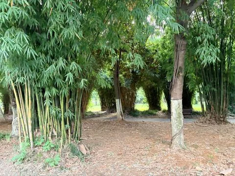 Bamboo Forest Pathway with Sunlight Filtering Through Leaves Stock Photos