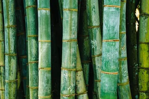 Bamboo forest pattern background green old thick not even Stock Photos