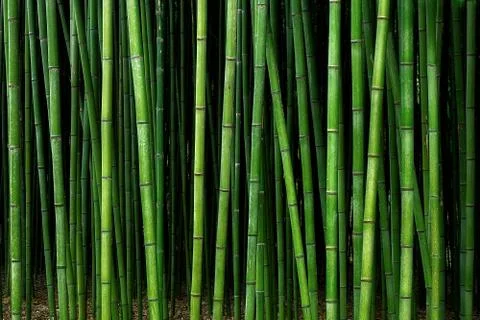 Bamboo forest pattern Stock Photos