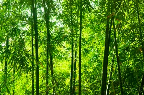 Bamboo forest Stock Photos