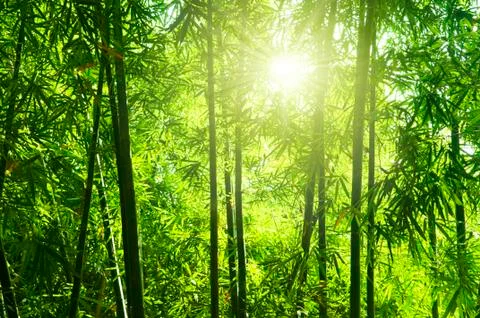 Bamboo forest. Stock Photos