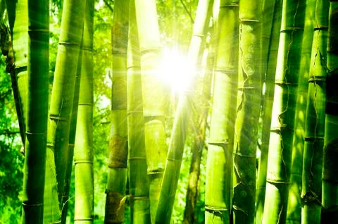 Bamboo forest Stock Photos