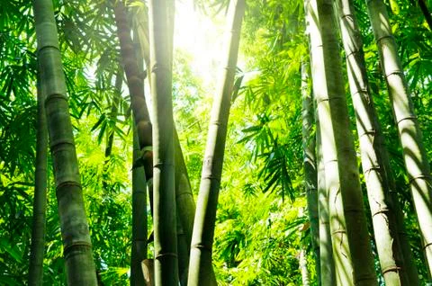 Bamboo forest Stock Photos