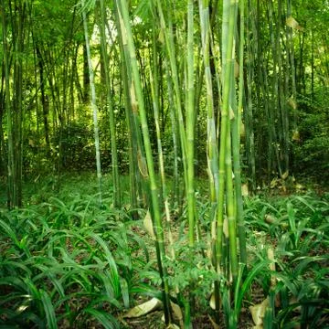 Bamboo forest Stock-Fotos